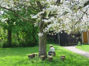orchard clean up May 20161